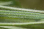 Largebracted plantain